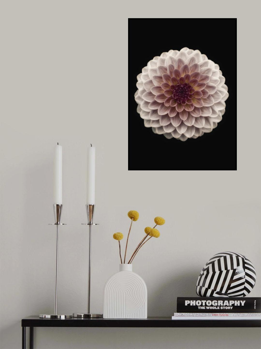Dahlia Poster och Canvastavla