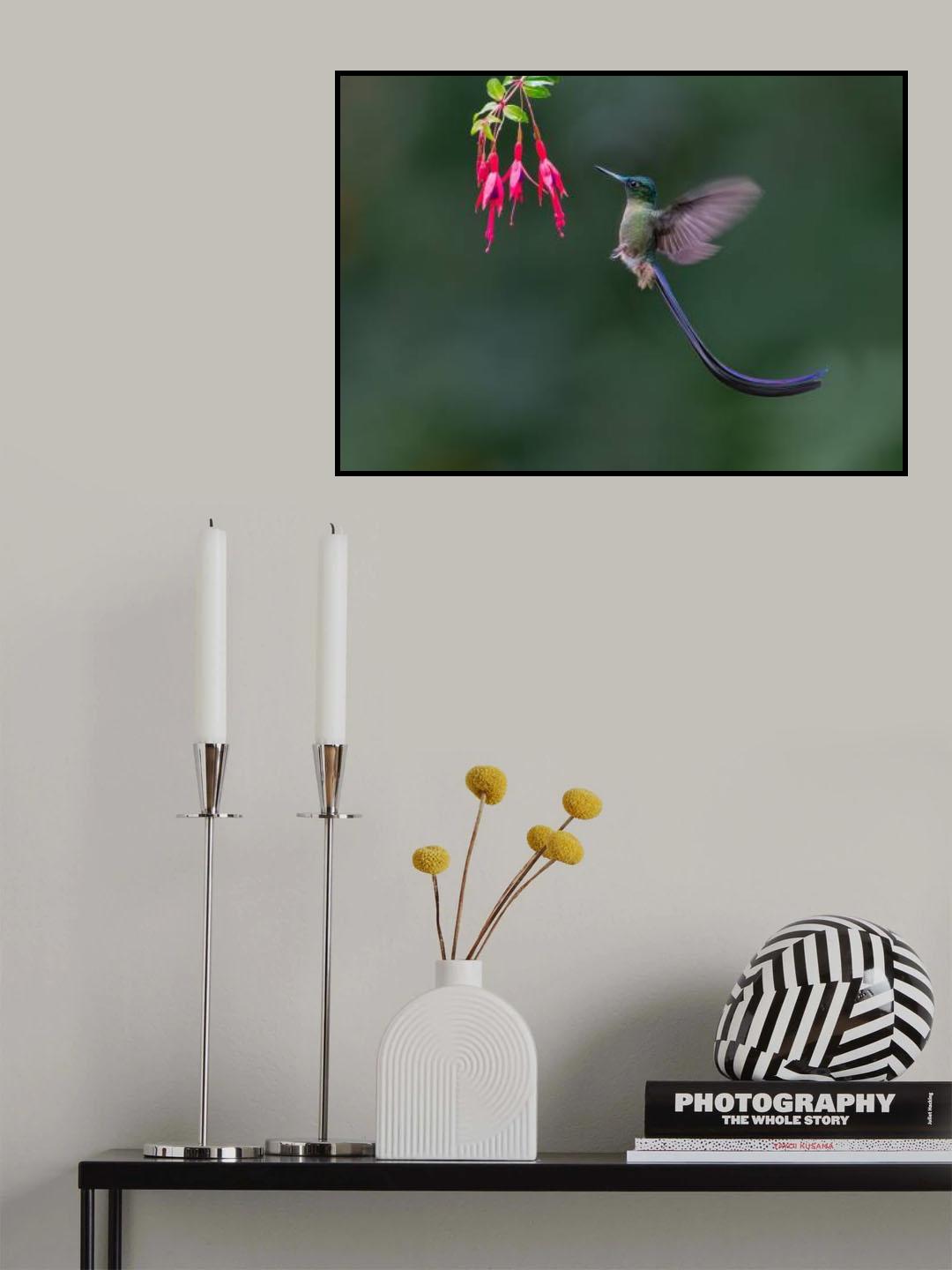 Violet-tailed sylph Poster och Canvastavla