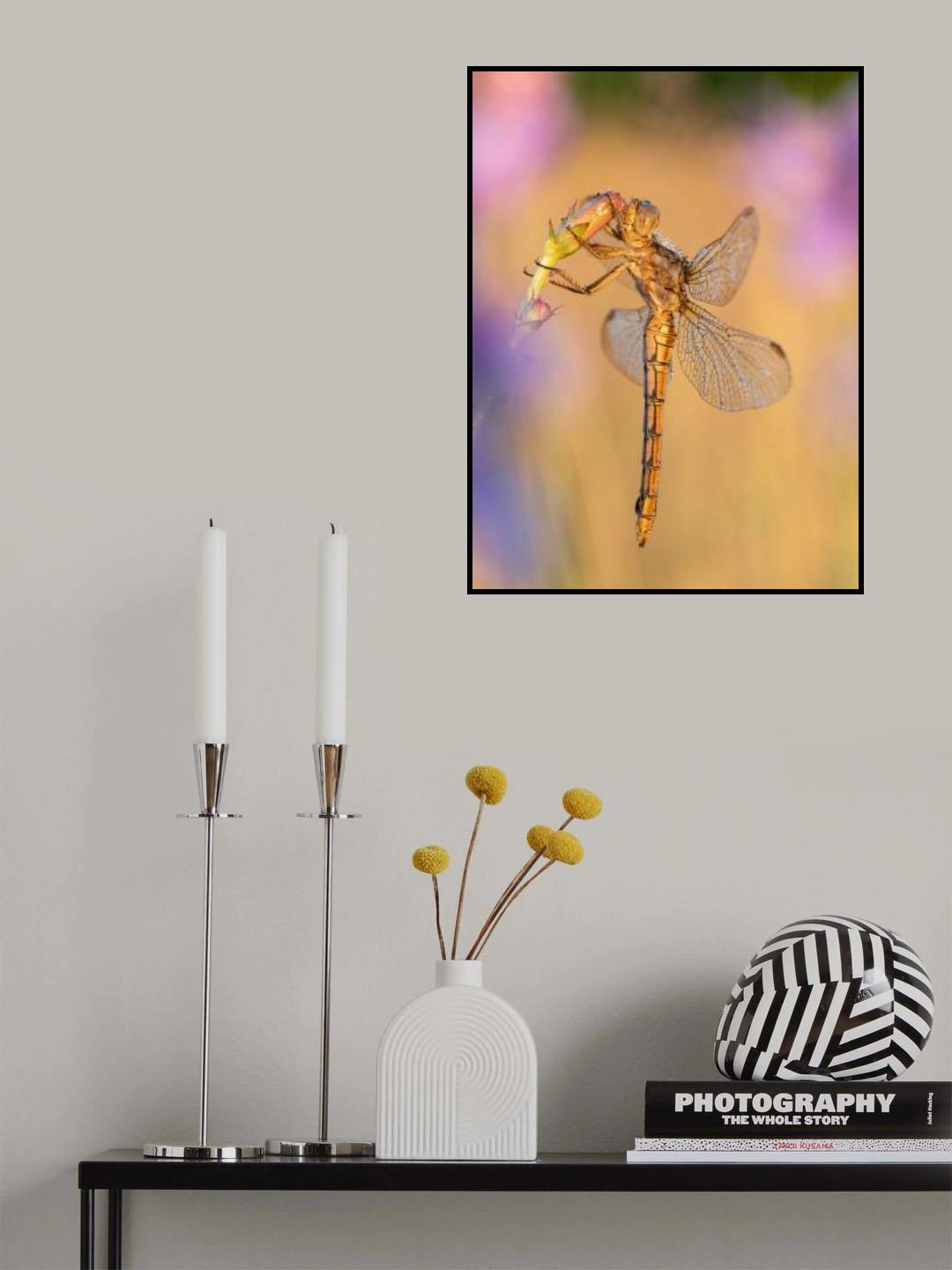 Orthetrum coerulescens Poster och Canvastavla