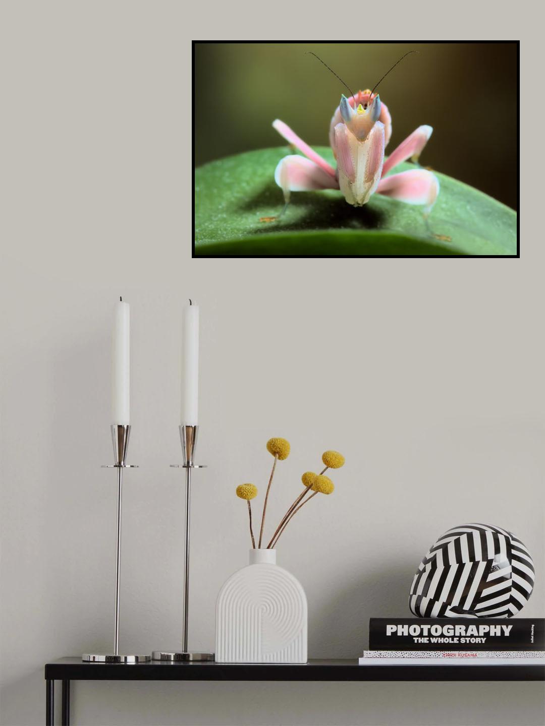 Orchid mantis Poster och Canvastavla