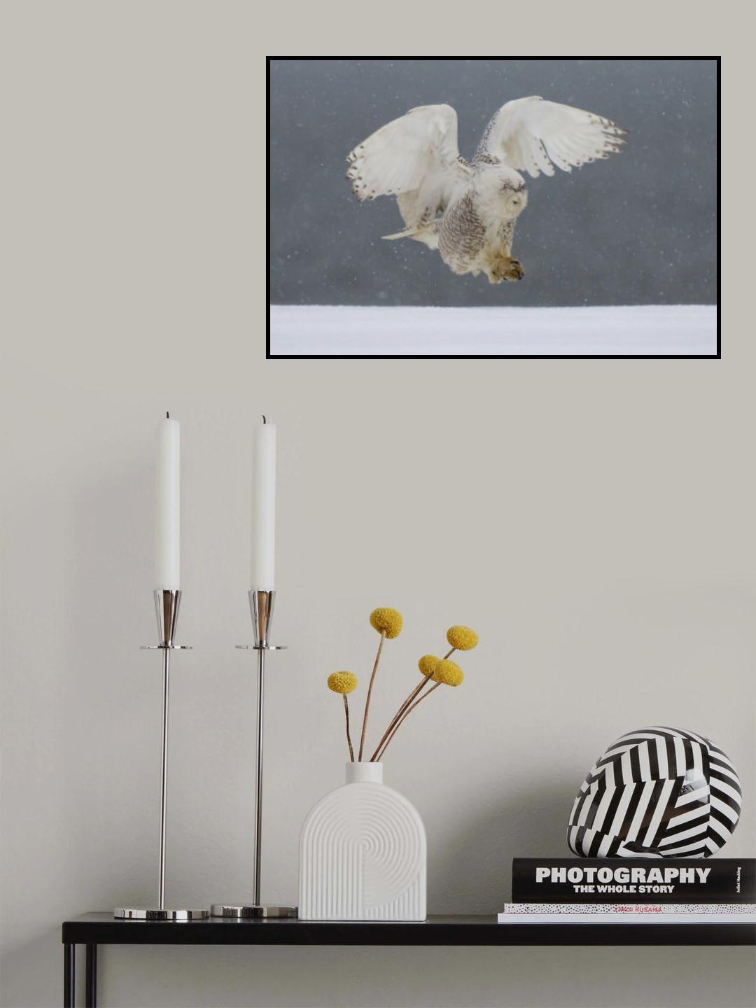 Snowy owl landing Poster och Canvastavla