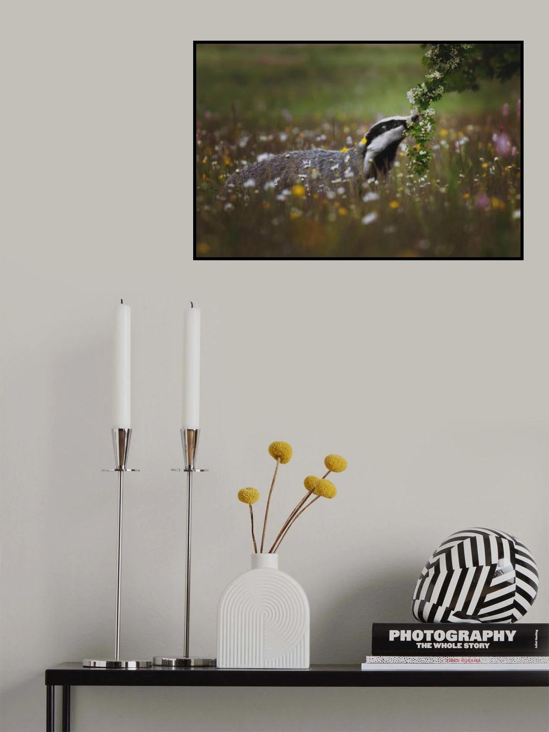 Curious badger Poster och Canvastavla
