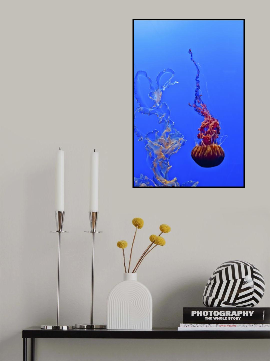 Jellyfish 44 Poster och Canvastavla