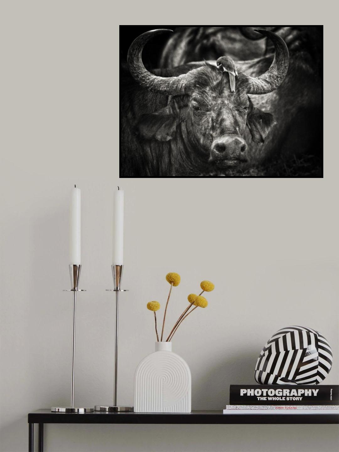 Red-billed Oxpecker and the Buffalo Poster och Canvastavla