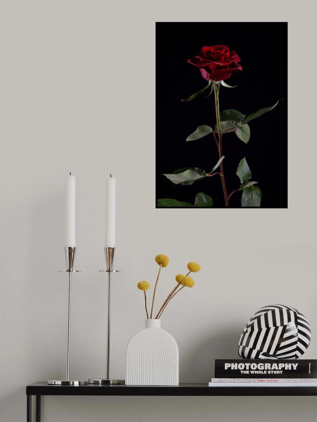 red rose Poster och Canvastavla