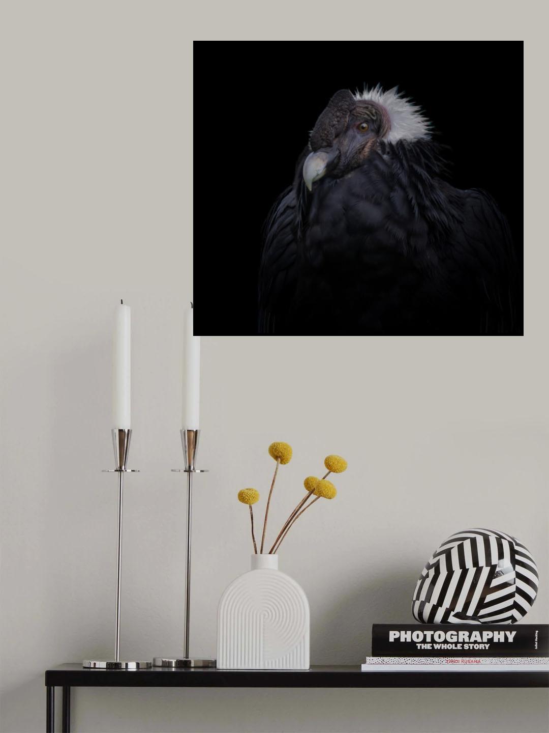 The magnificent Andescondor Poster och Canvastavla