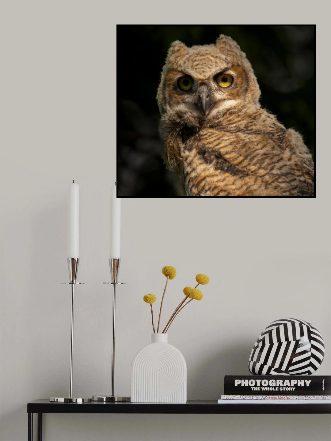 A Portrait of Great Horn Owlet Poster och Canvastavla