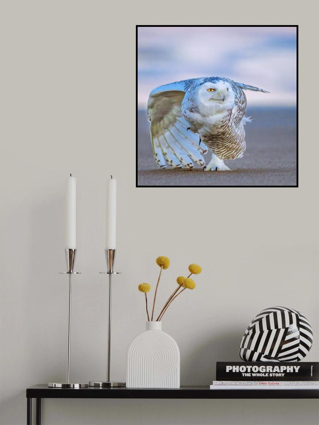 Snowy Owl at Sunset Poster och Canvastavla