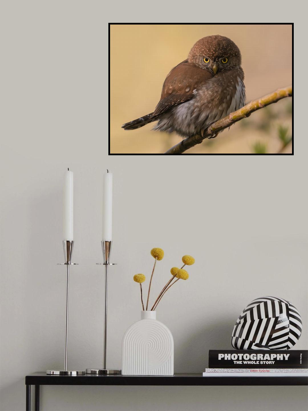 Northern Pygmy owl Poster och Canvastavla