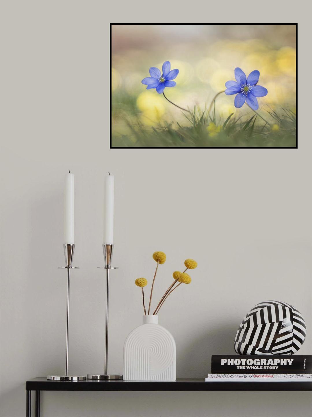 Hepatica Poster och Canvastavla