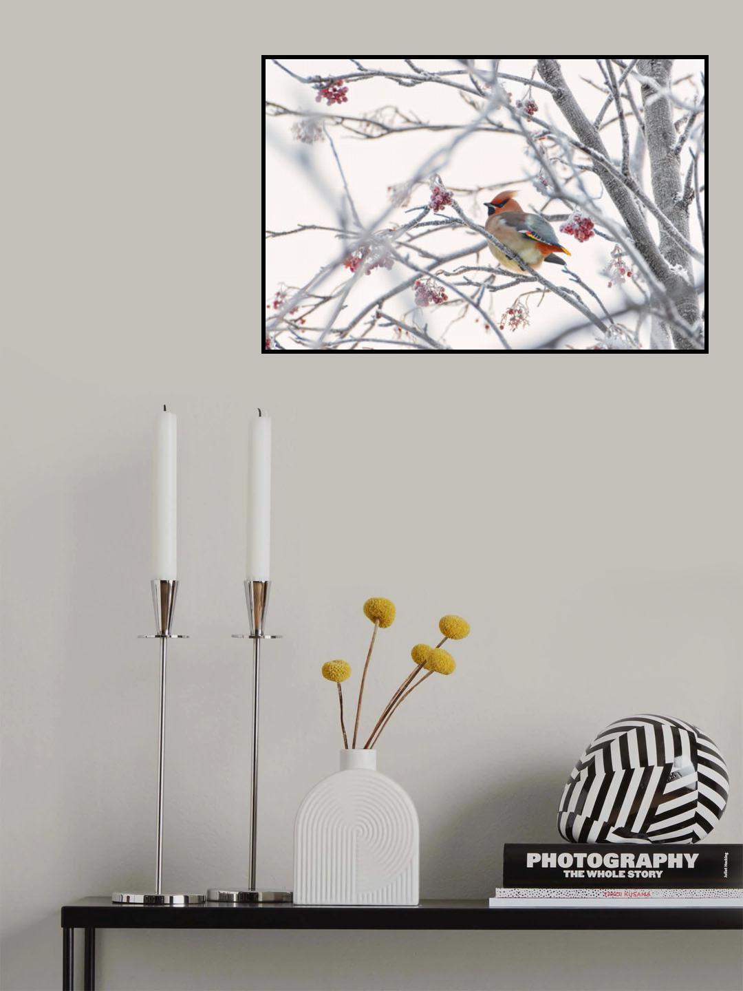 Waxwing Poster och Canvastavla