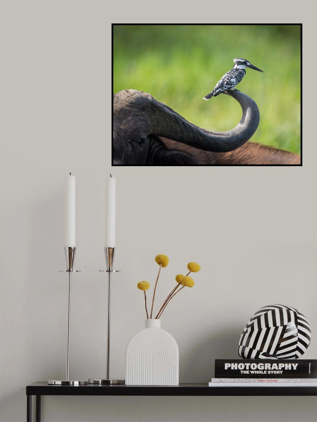 The Pied Kingfisher, Ceryle rudis Poster och Canvastavla