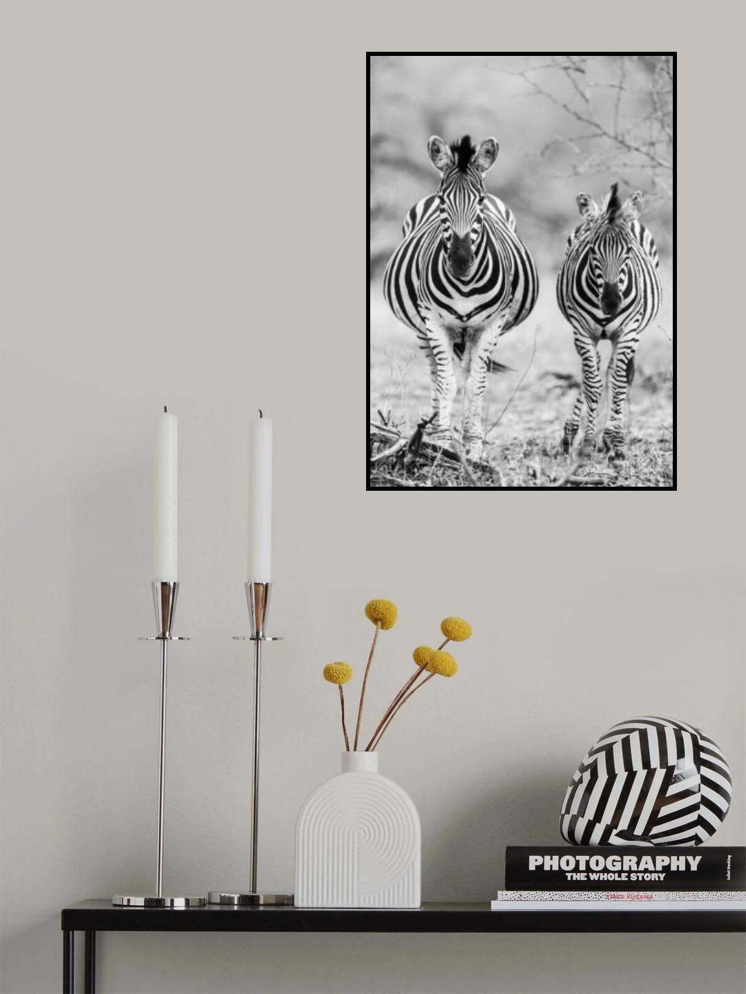 Striped Horse Front On Poster och Canvastavla