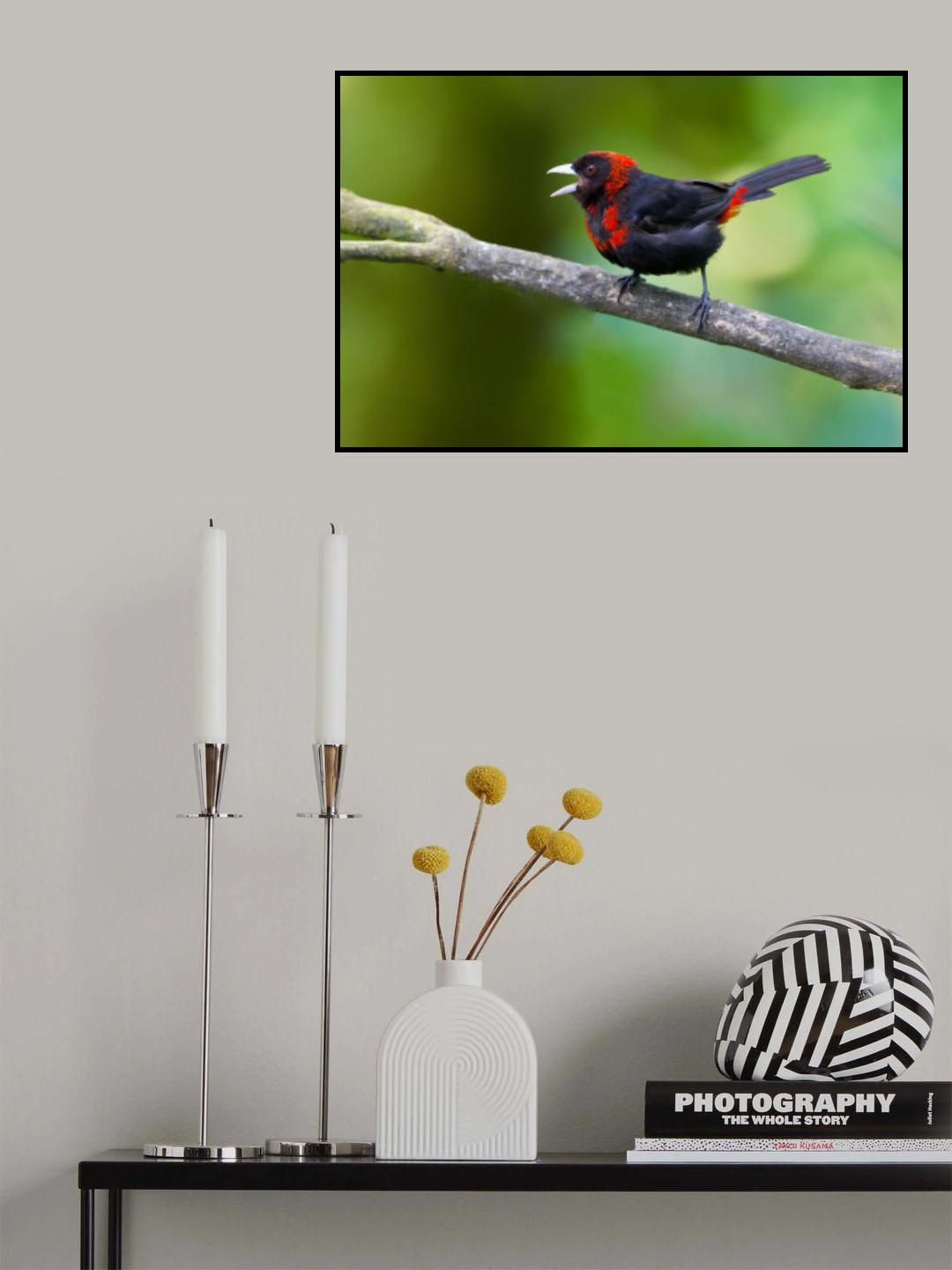 Crimson-collared Tanager Poster och Canvastavla