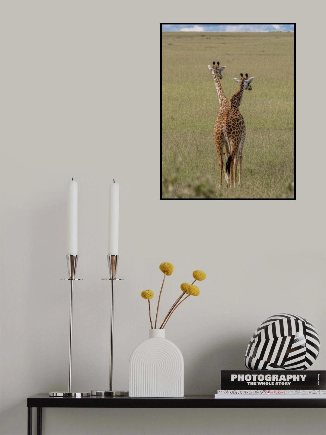 Crossbreeding of giraffes Poster och Canvastavla