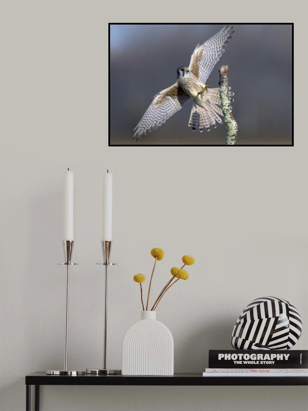 American Kestrel Landing Poster och Canvastavla