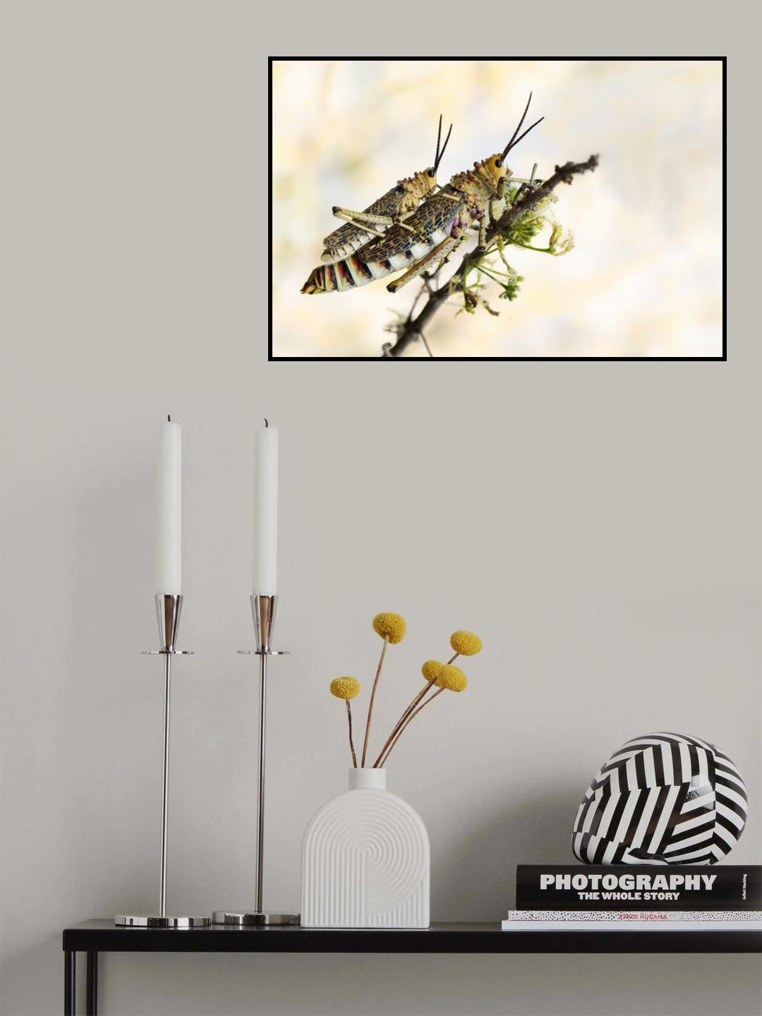 grasshoppers mating Poster och Canvastavla