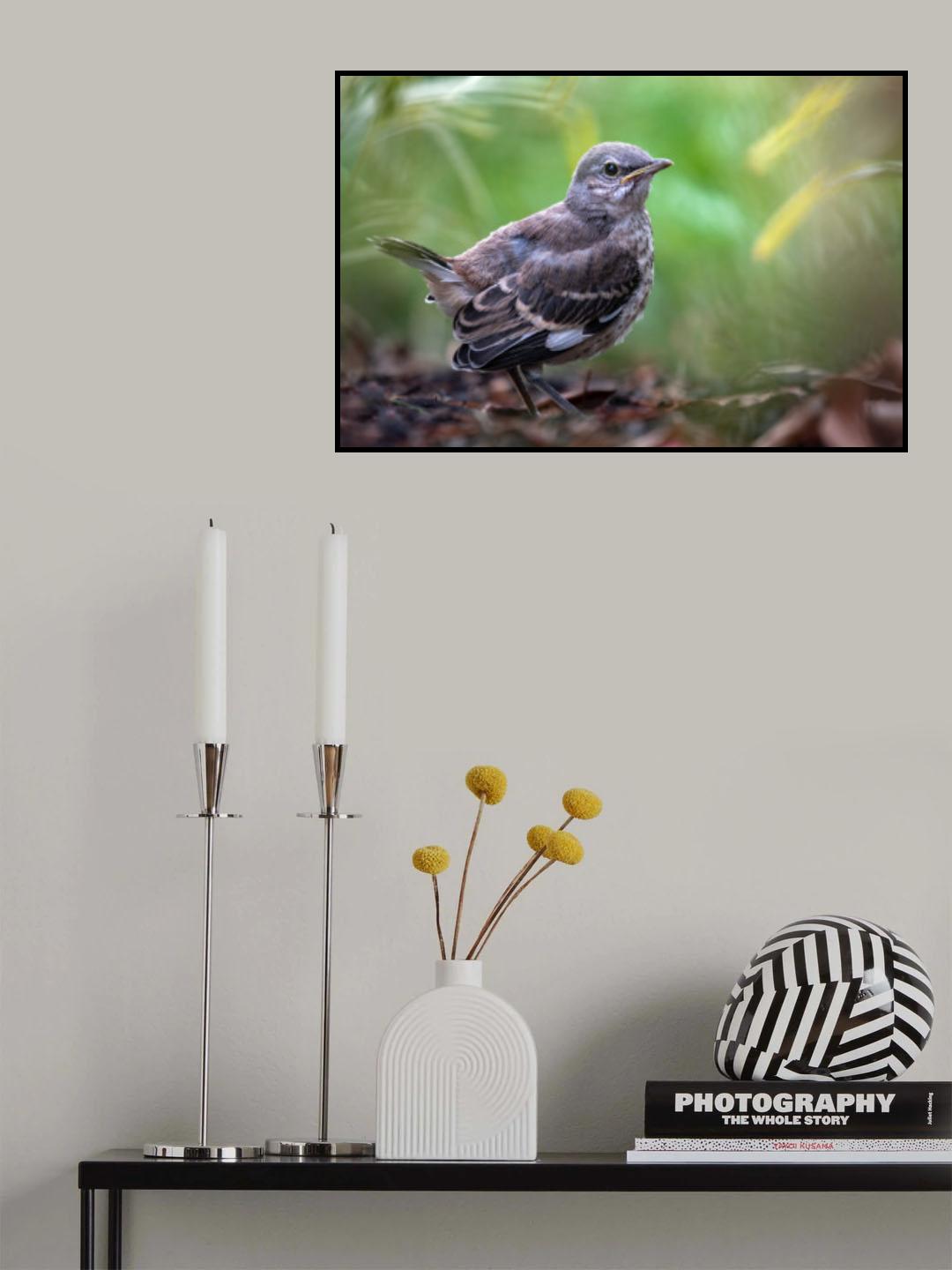 Gentle gaze Poster och Canvastavla