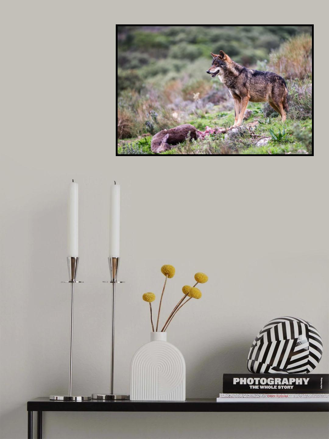 Iberian wolf Poster och Canvastavla