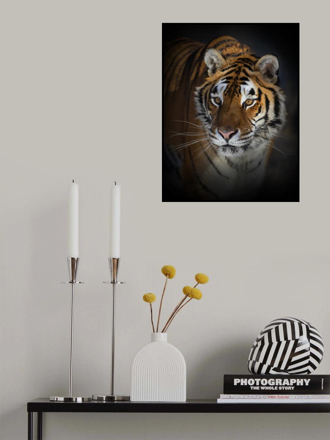 Portrait of a Siberian Tiger Poster och Canvastavla