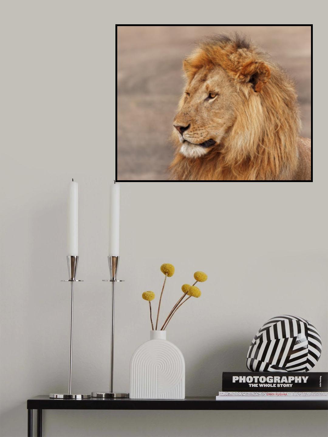 Lion Gazing Poster och Canvastavla