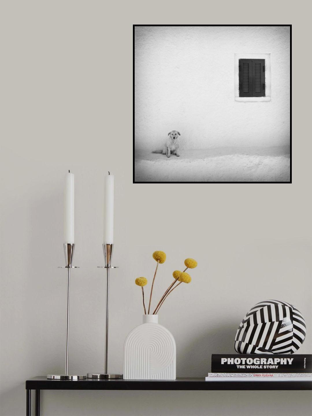 lonely dog Poster och Canvastavla