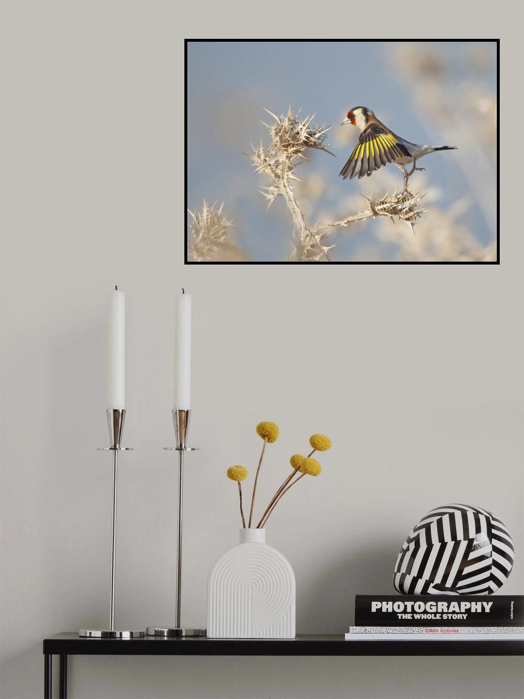 Goldfinch - carefull Poster och Canvastavla