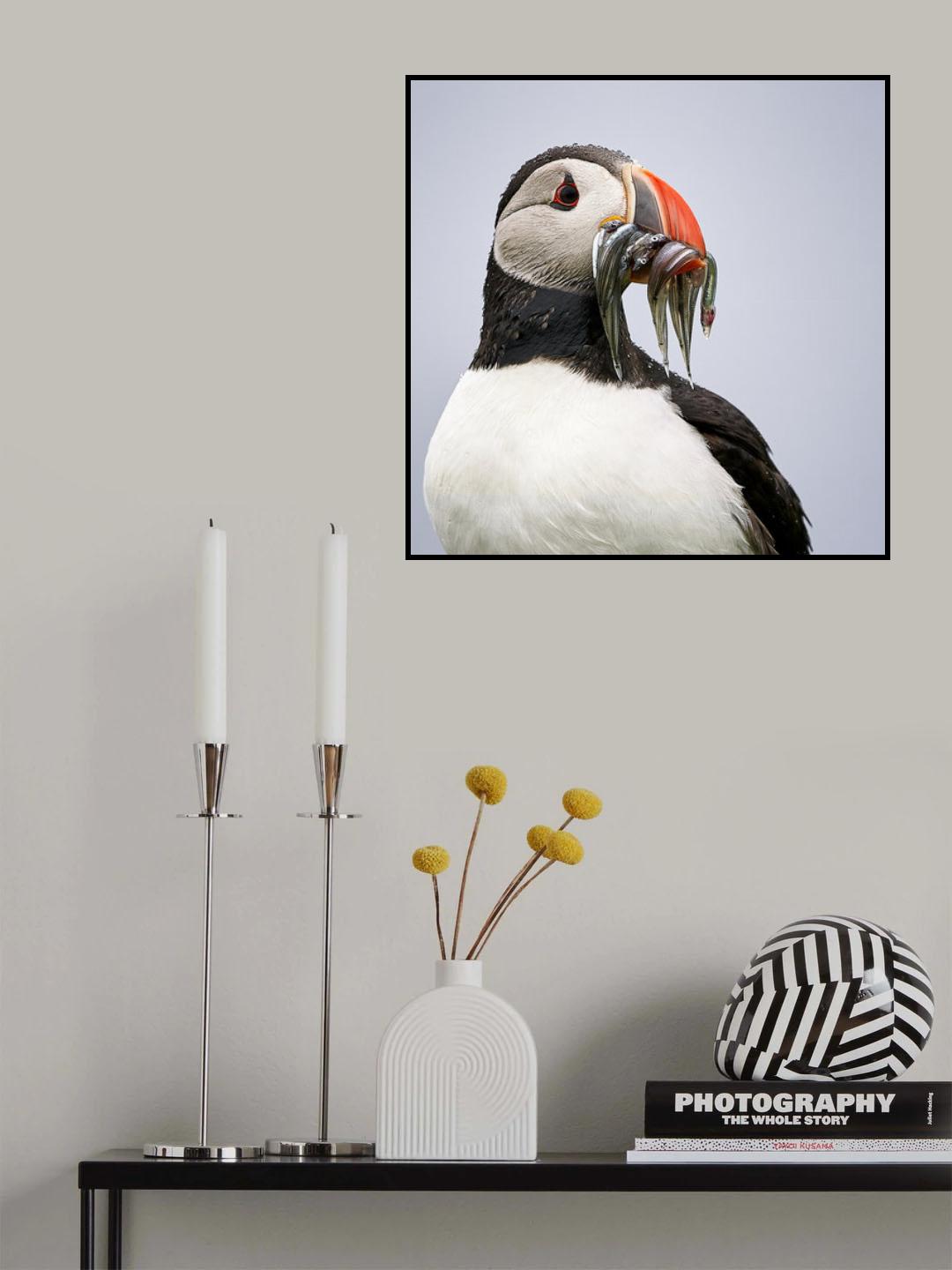 Lunch time / portrait of a puffin Poster och Canvastavla