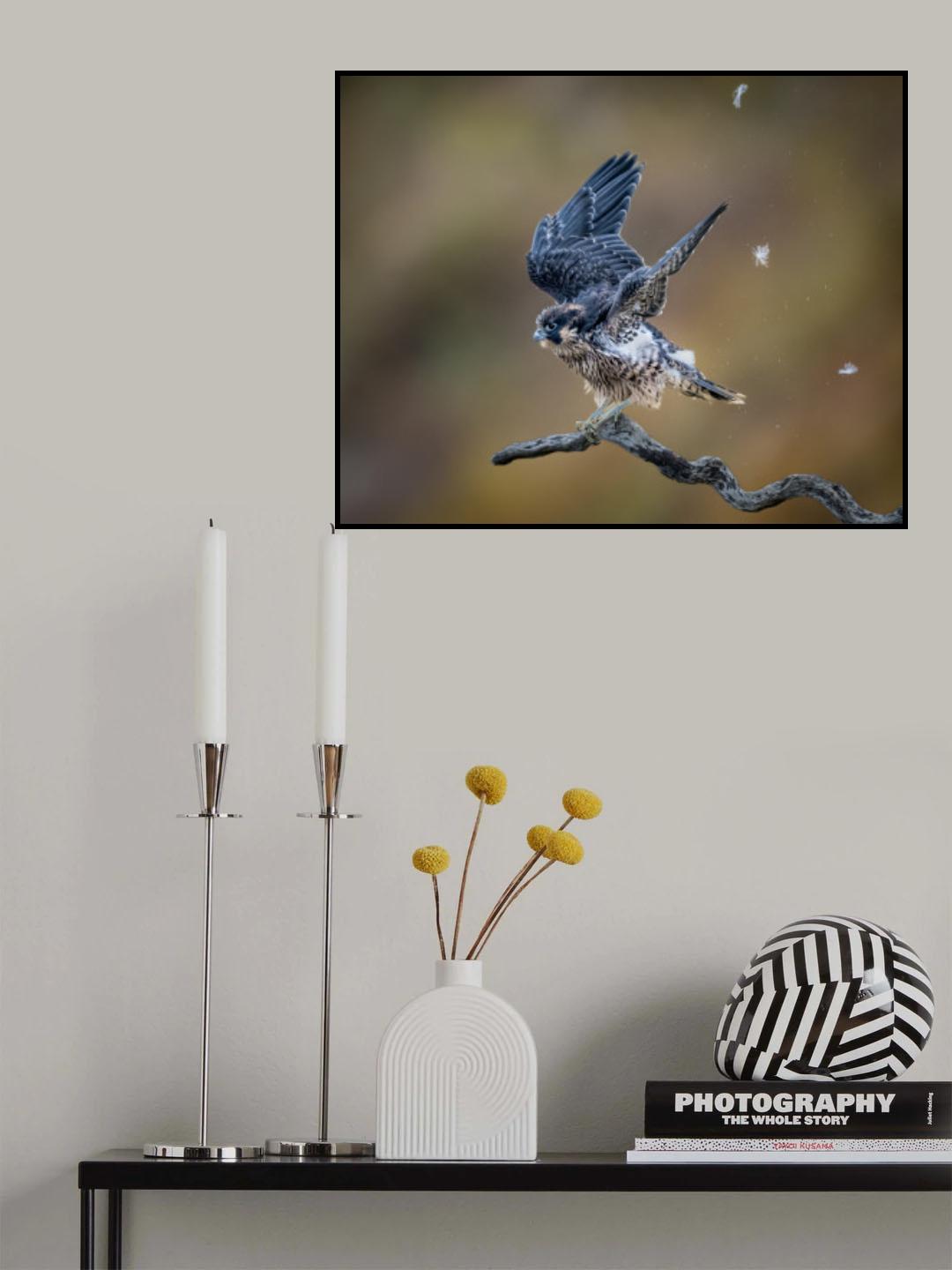 Shaking off Birth Feather before Taking off - Baby Peregrine Falcon Poster och Canvastavla