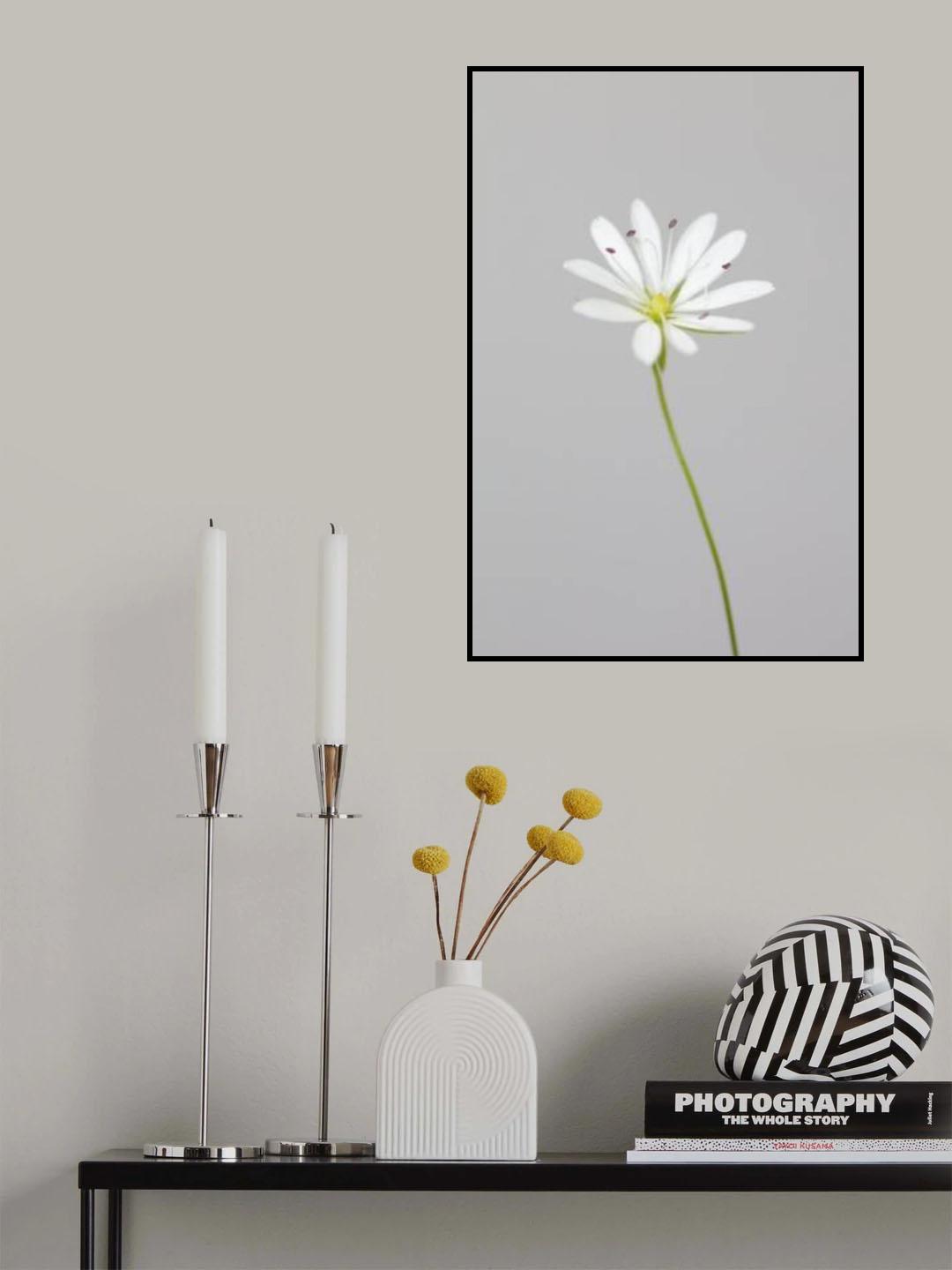 Small white flower_1 Poster och Canvastavla