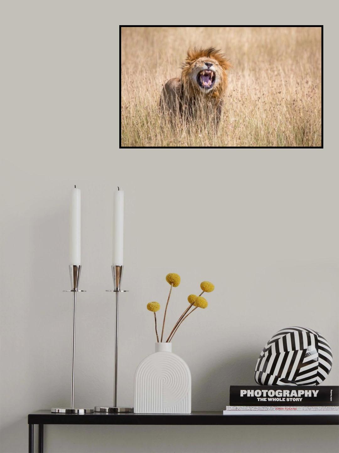 Male lion scenting a female Poster och Canvastavla
