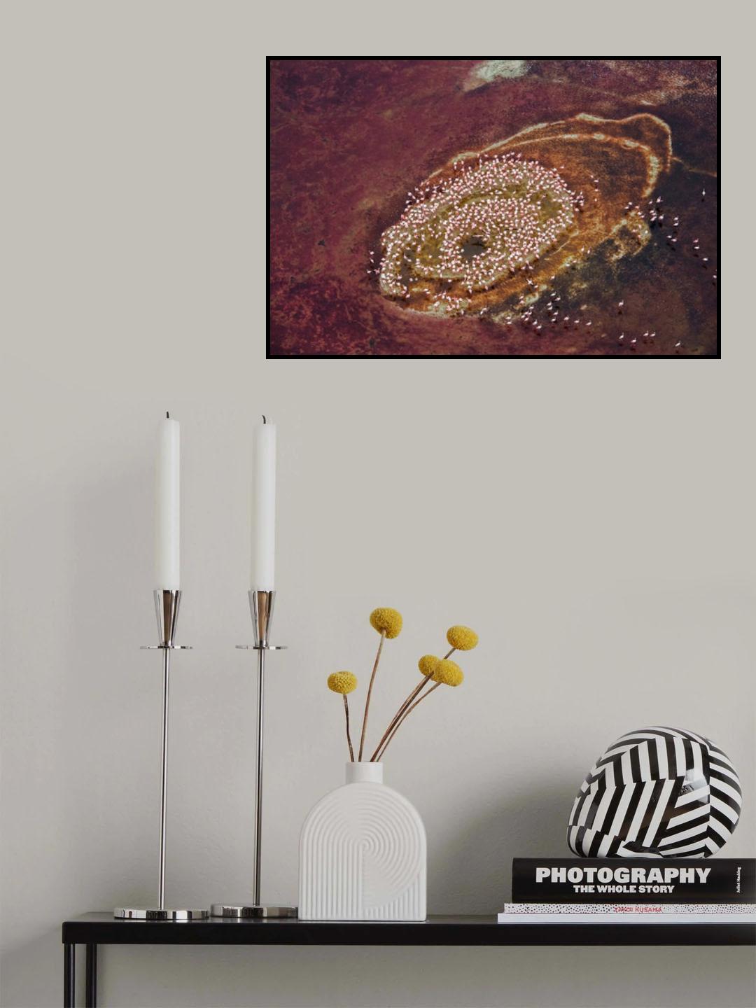 The home of flamingos (1) Poster och Canvastavla