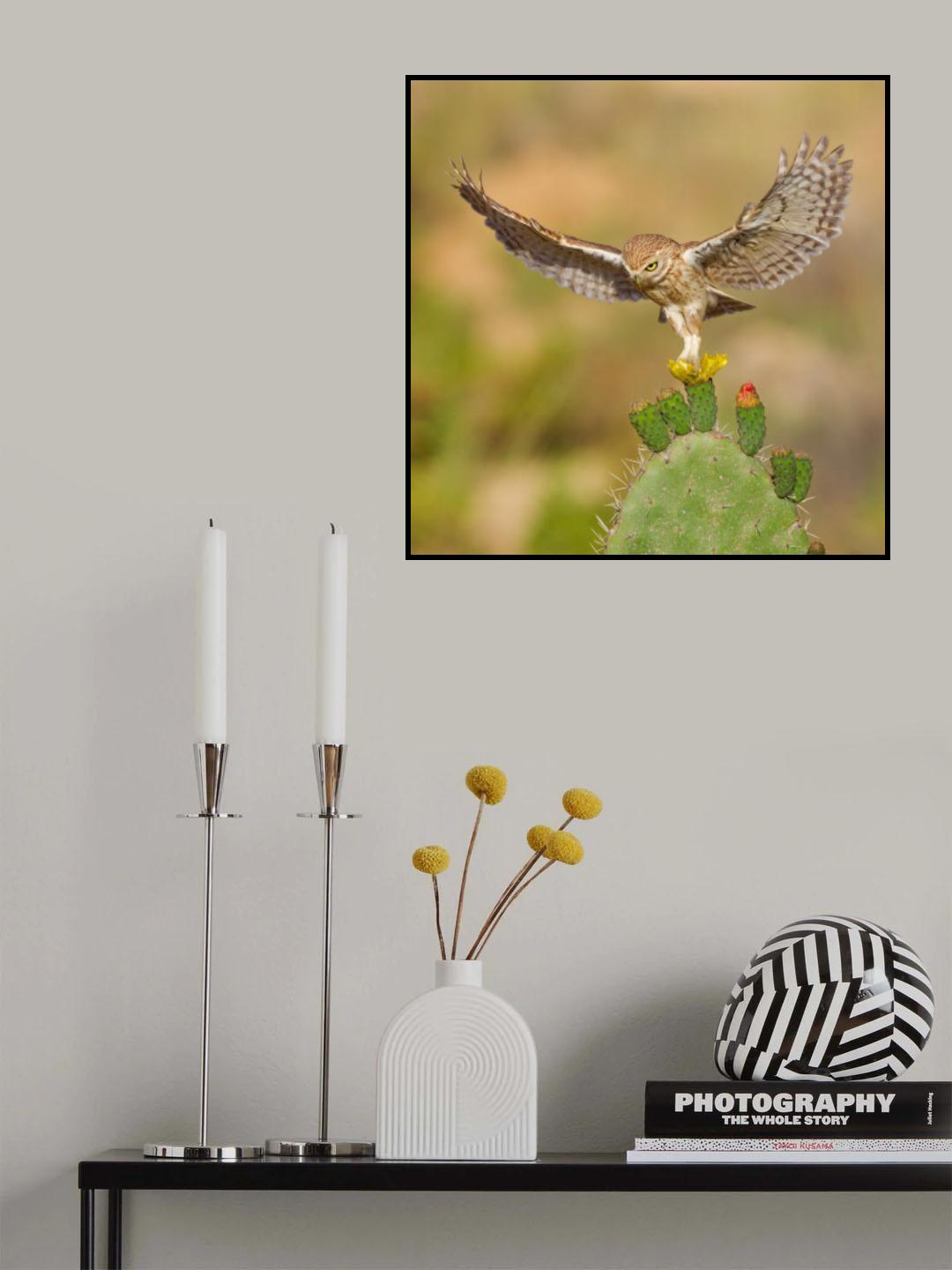 Little owl Poster och Canvastavla
