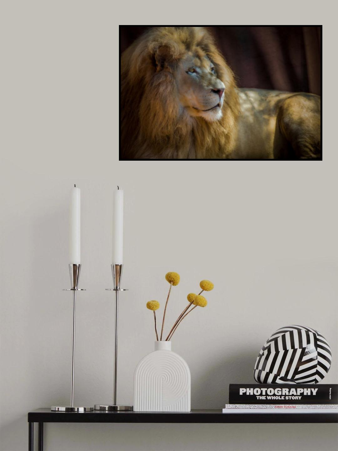 Portrait of a Lion Poster och Canvastavla