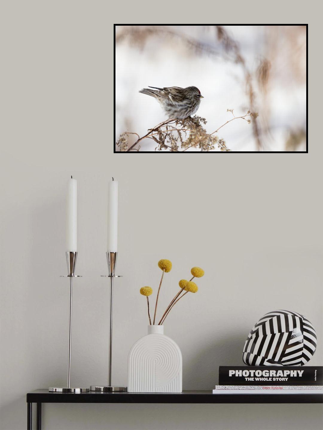 Sparrow Poster och Canvastavla