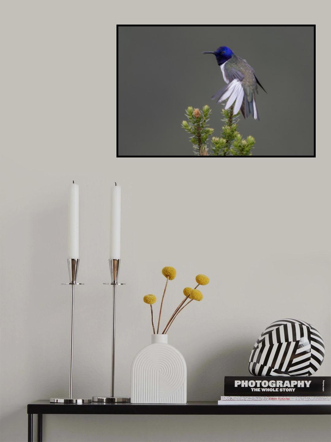 Ecuadorian Hillstar Hummingbird Poster och Canvastavla