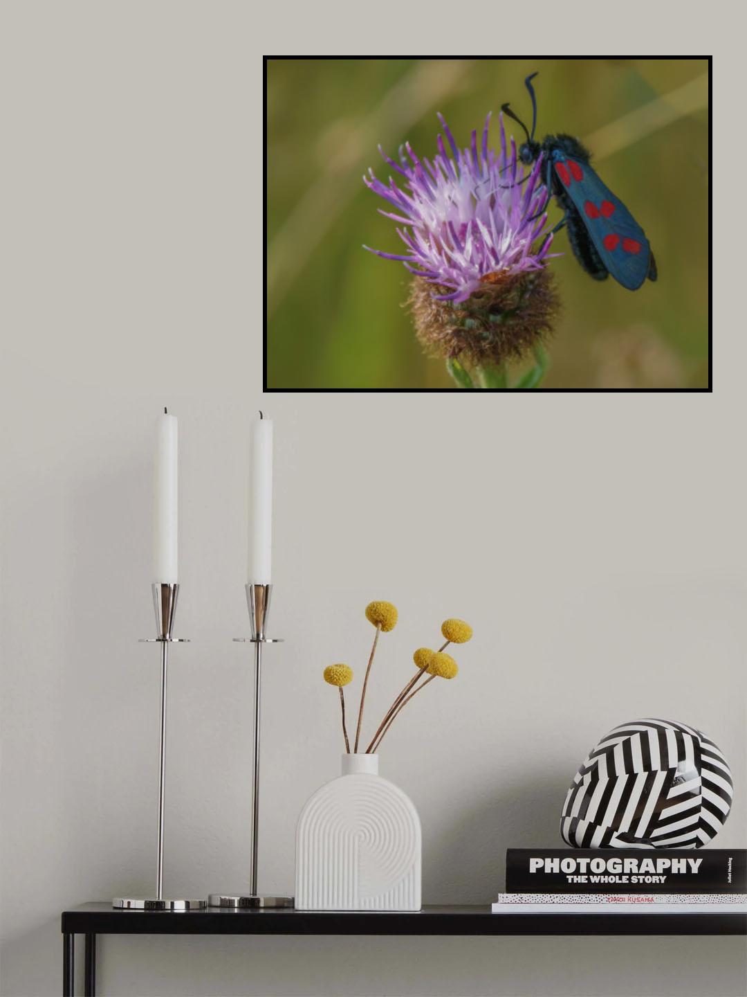 Six spot Burnett moth Poster och Canvastavla