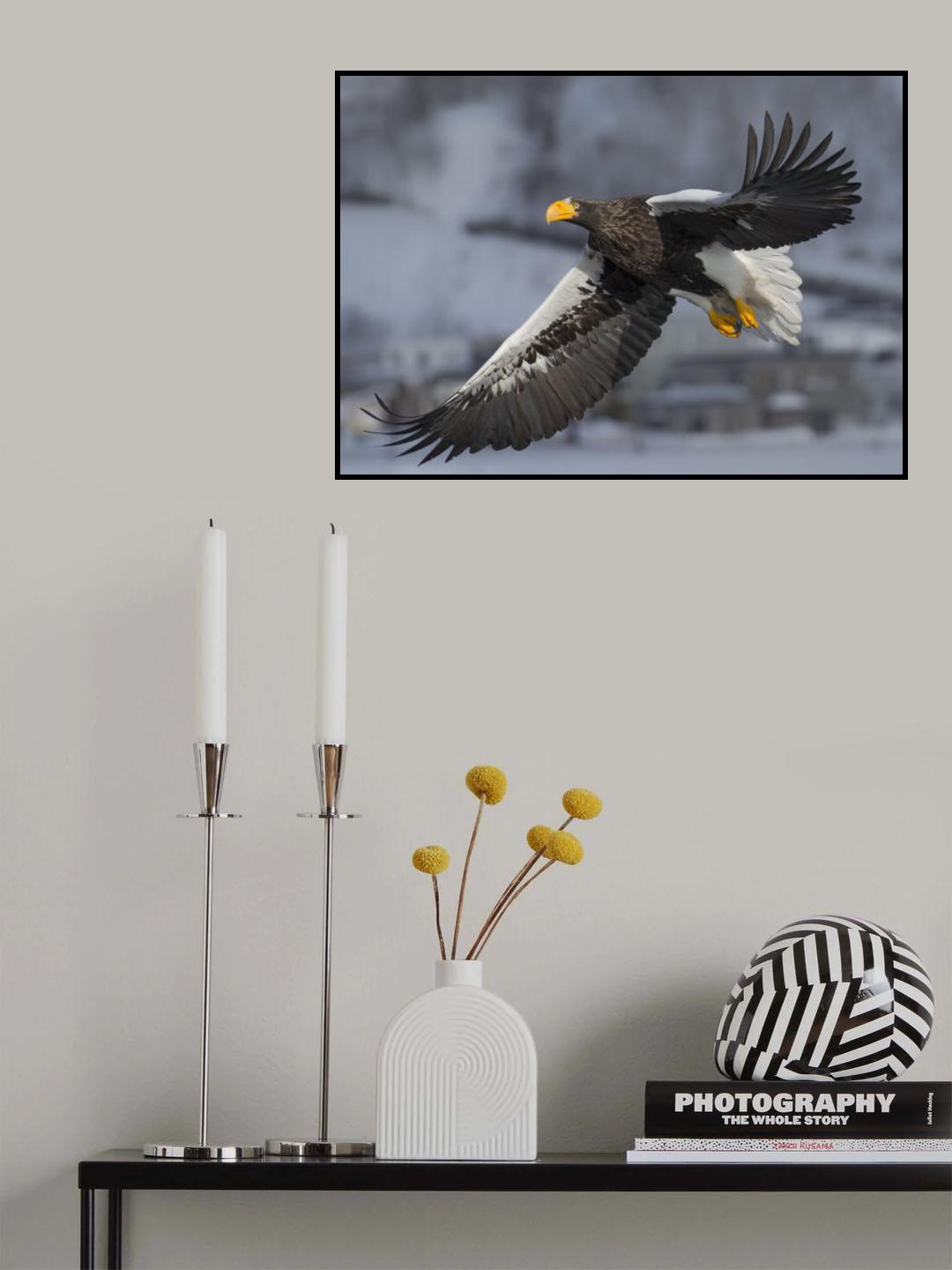 Steller's Sea Eagle Poster och Canvastavla