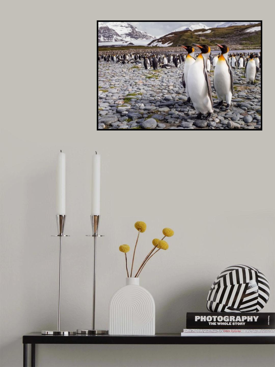 Penguins of Salisbury Plain Poster och Canvastavla