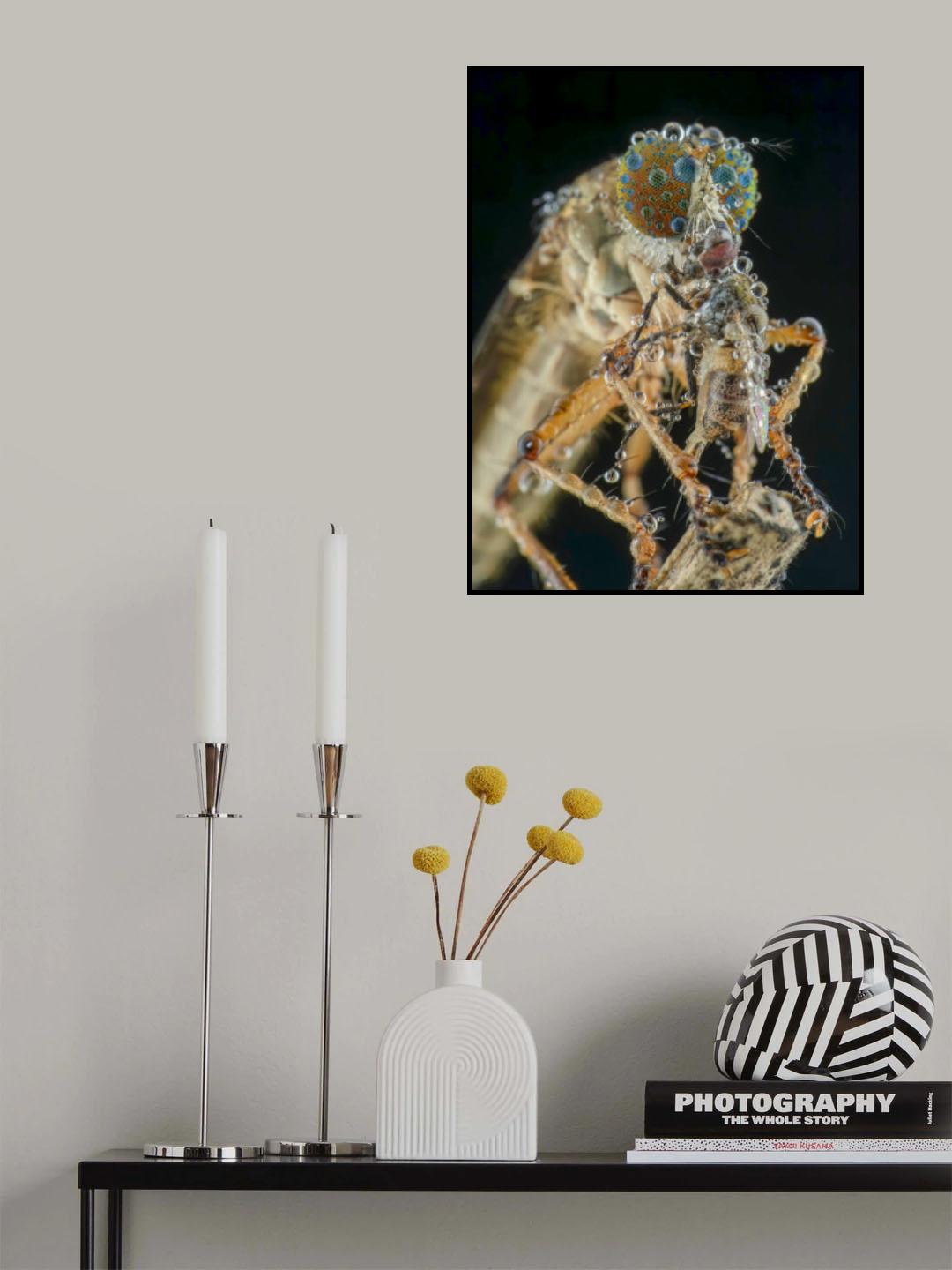 robberfly and prey Poster och Canvastavla