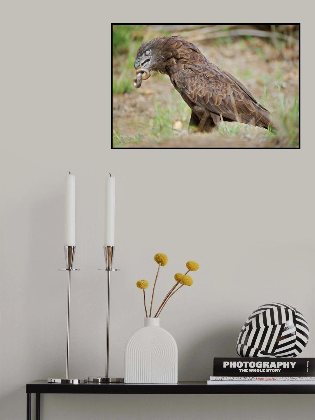 The eagle and the snake Poster och Canvastavla