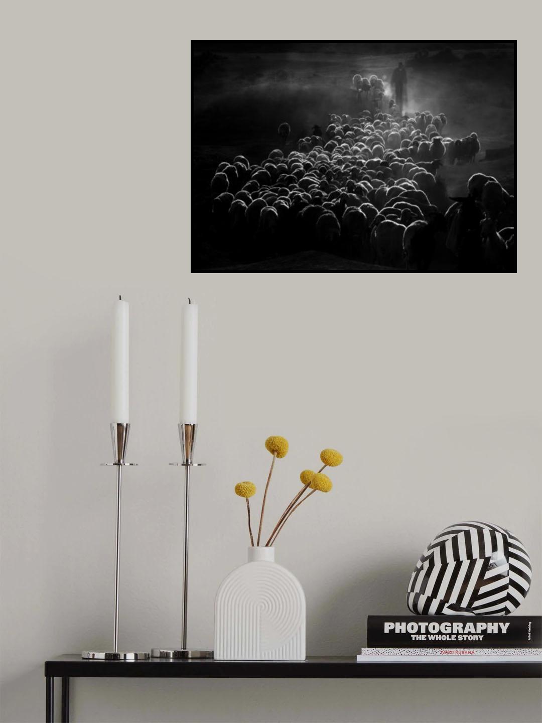 flock of sheep Poster och Canvastavla