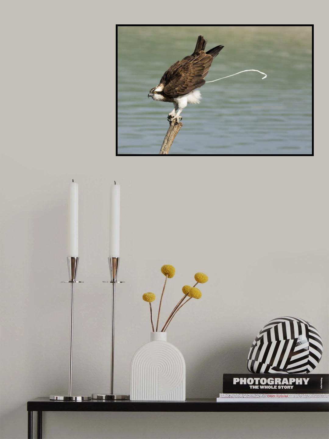 Osprey Poster och Canvastavla