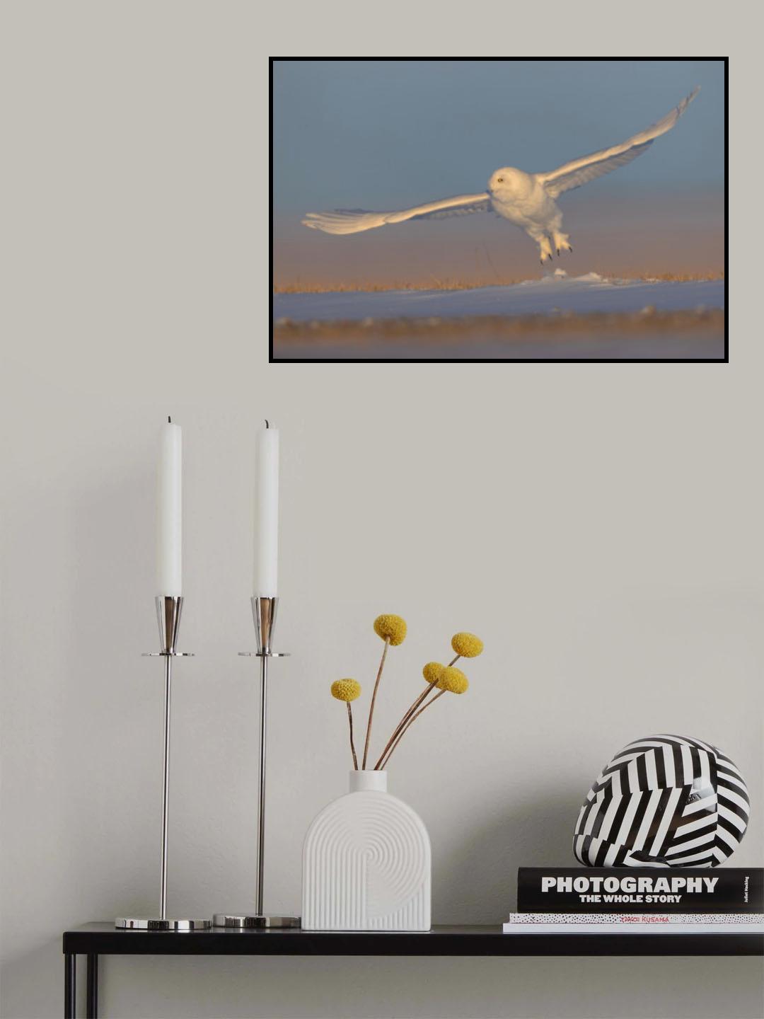 Snowy Owl Poster och Canvastavla
