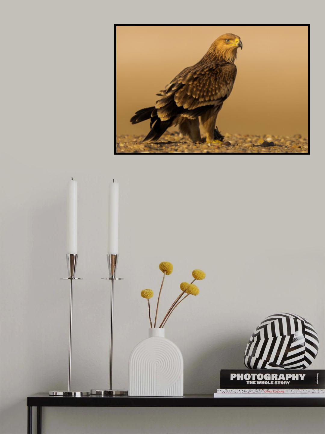 Eastern Imperial Eagle Poster och Canvastavla