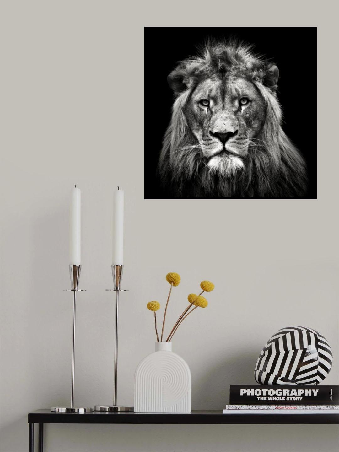 Young Male Lion Poster och Canvastavla