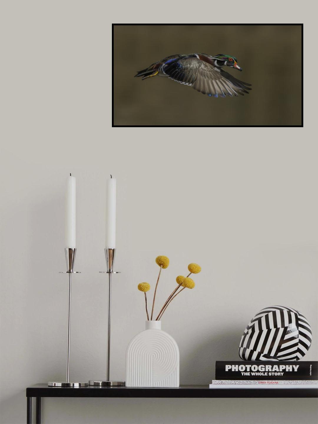 Wood Duck-Male in-flight Poster och Canvastavla