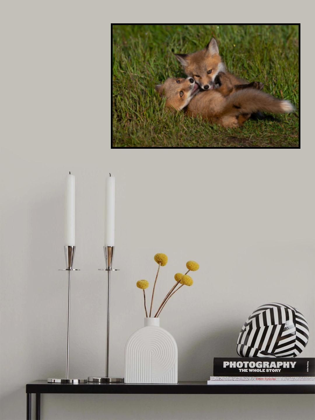 Red Fox Poster och Canvastavla