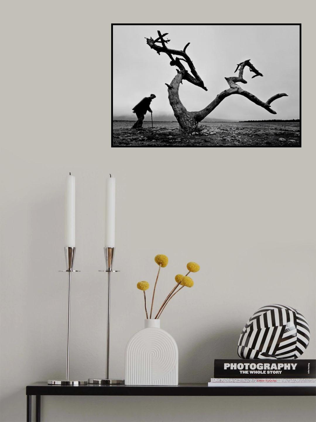 Old Man and Tree Poster och Canvastavla