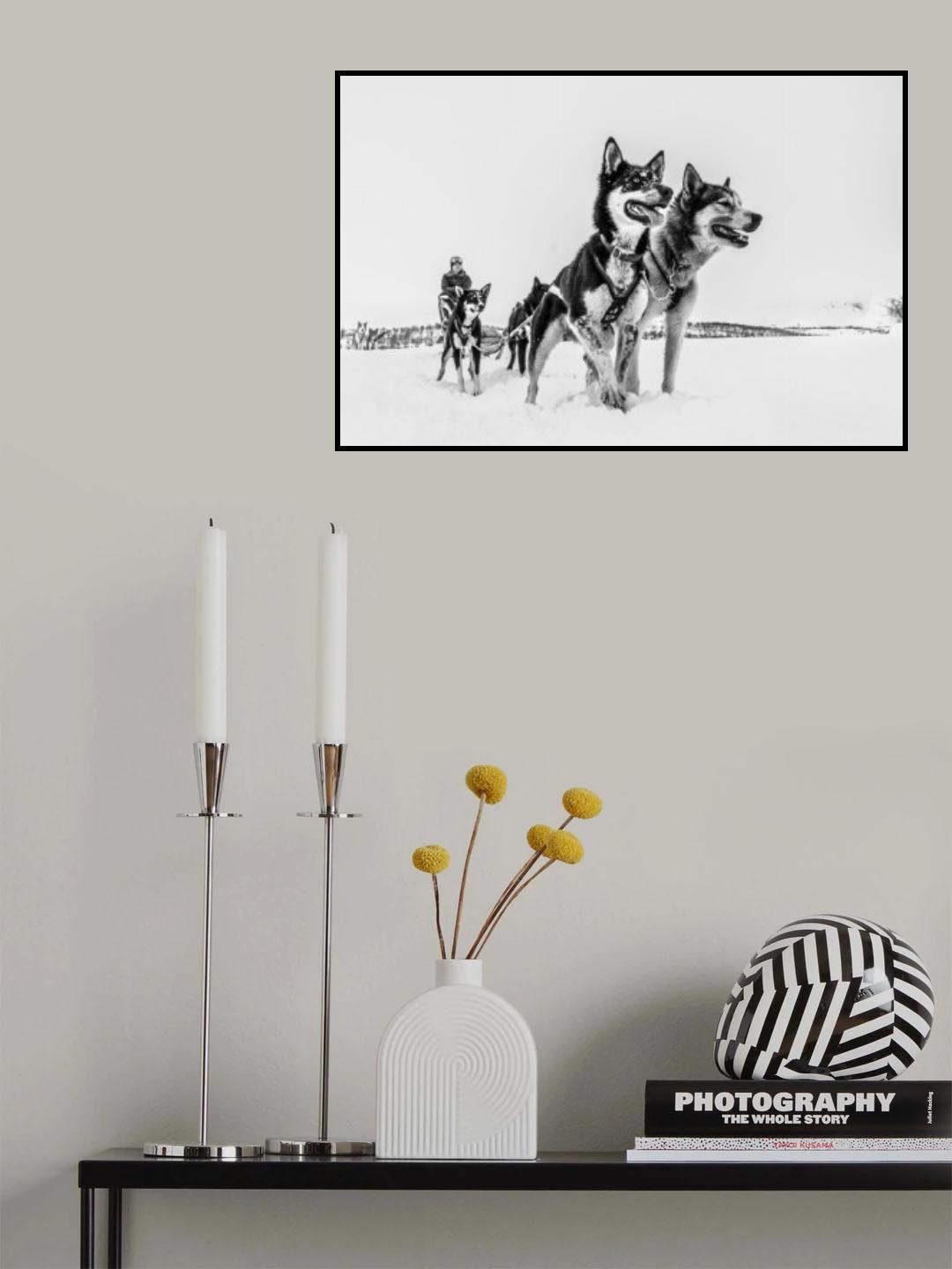 Husky sledge Poster och Canvastavla